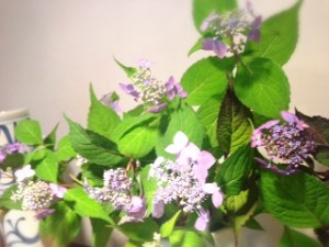 2014.5 額あじさい-2