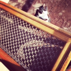 まぶしいニャンコ