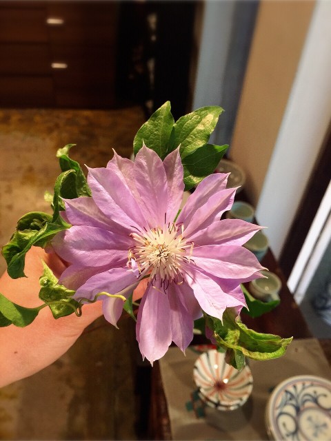 クレマチス　てっせん・かざぐるま